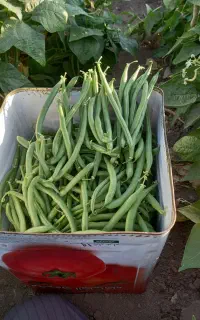 لوبیاسبزدوشان.