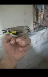 دو عدد جوجه سهره سبیل زده عطیقه