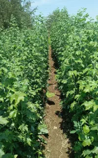 نهال سیب ام ۷ پایه رویشی و...