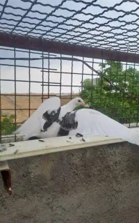 کفتر جوجه آتم گرفتنی جیر
