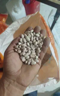 لوبیا