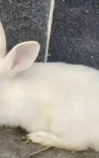 خرگوش سفید