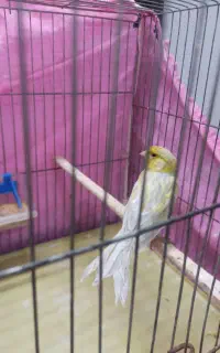 پرنده