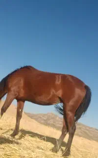 مادیان کورد درجه یک استان کرمانشاه
