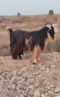 تیشتر بز
