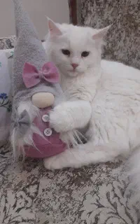 پرشین سفید