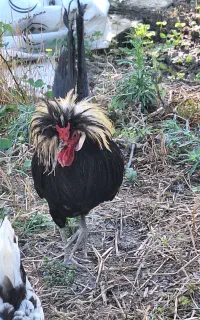 خروس و مرغ
