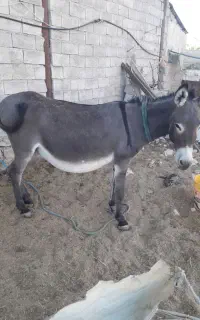 ۱راس الاغ ماده قیمت۲۰ملیون
