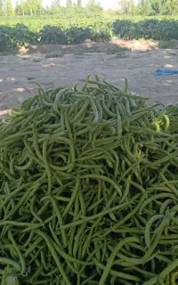 لوبیا سبز