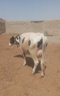 گاو و گوساله آمریکایی شیری  نژاد هلشتاین