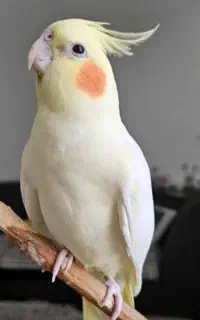 عروس پاریس گمشده