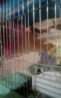 عروس هلندی نرو ماده