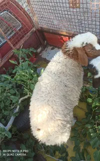 اسباب بازی کودک  بره نر سفید