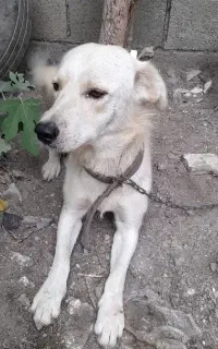 سگ ژرمن