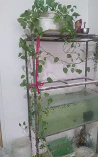 گل پتوس