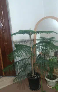 کاج مطبخ