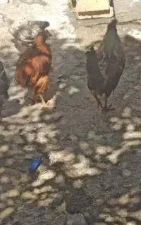 جوجه مرغ و خروس