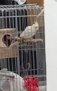 قفس و لونه عروس هلندی
