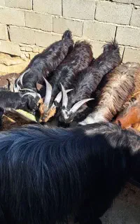 کهره نر چاق