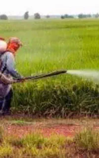 سمپاشی انواع درختان و باغ وباغچه