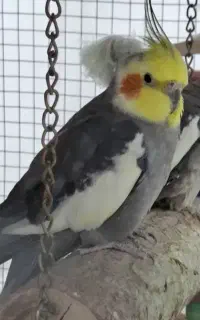 عروس هلندی معاوضه با گندم یا مرغ