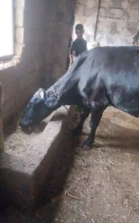 گاو شیری با گوساله