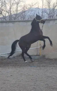 عرب مصری دوسر