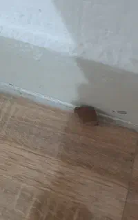 سنگ انگشتر