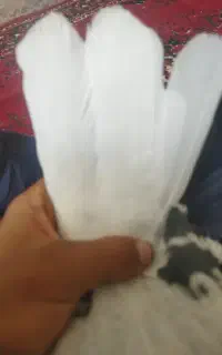 سبزدم سفید گوک