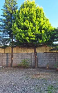 درخت کاج
