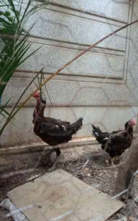 مرغ لاری اصیل افغان