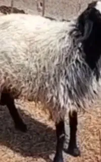قوچ شال