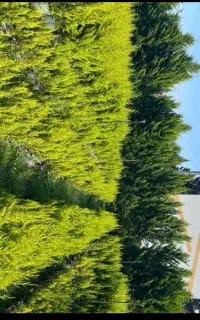 لاوسون سطل ۳