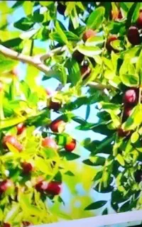 ۴۳ الجی اسمارت دیجیتال داخلی
