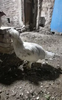 خروس هفت ماهه