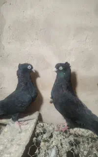 زاغ آبادانی