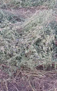 یونجه