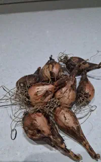 پیازچه کوهی