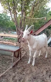 بز نر سانن