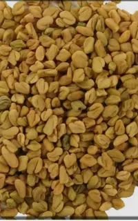 فروش بذر شنبلیله
