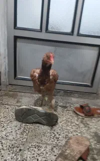 یک عدد مرغ لاری