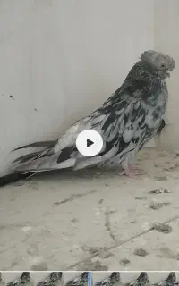 کبوتر نوک قنار