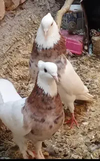 طوقی هفت رنگ