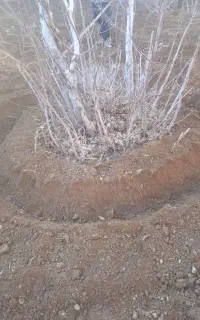 تیلر زدن وگود برداری درخت