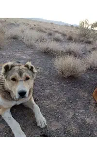 سگ گله