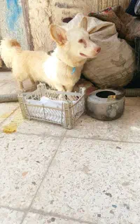 سگ نرپامرروباهی سایز کوتاه حرف گوش کن
