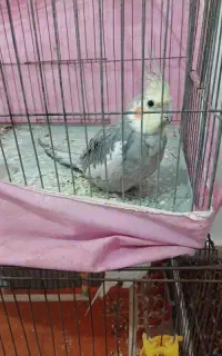 پرنده