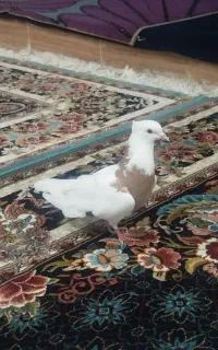 پرنده