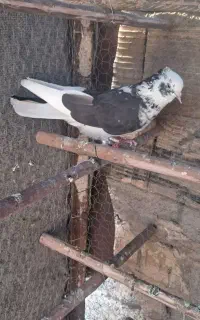 نرماده پرشی