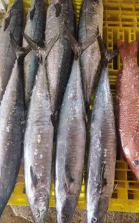 کالا برگ مرغ وماهی